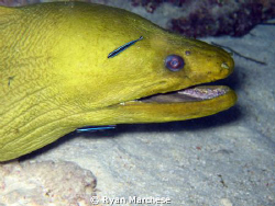 Green Moray Eel at cleaning station for neon gobies. by Ryan Marchese 
